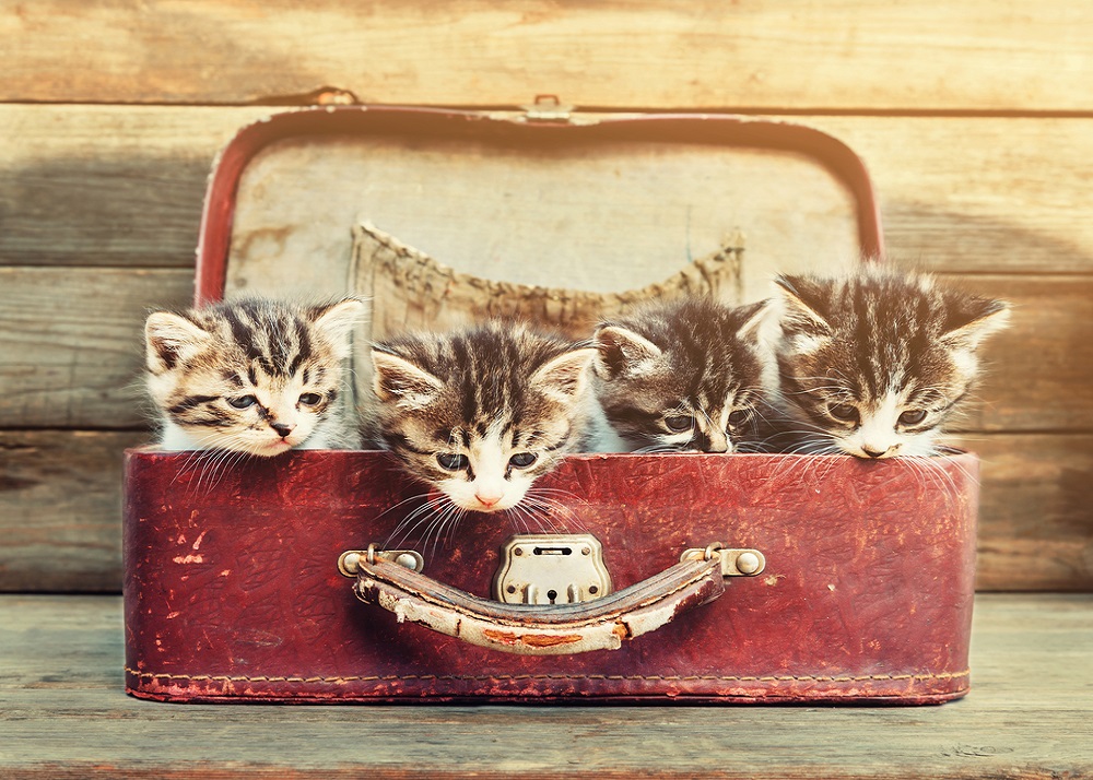 transporting cats overseas